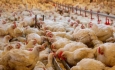 بیش از ۱۵۰ هزار قطعه مرغ در مهاباد آماده تحویل به کشتارگاه است