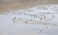 آذربایجان‌غربی مامن پرندگان در حال انقراض