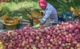 آذربایجان غربی  قطب مهم تولید سیب درختی کشور است