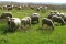 2010-01-15_01_18_21_sheep_in_pasture