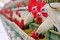 poultry_laying_off_16_percent_of_its