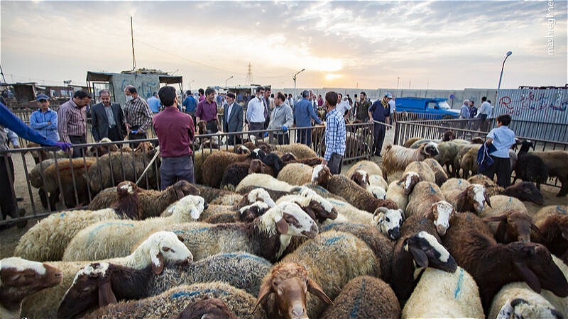 ميادين دواب آذربايجان غربي تعطيل شد