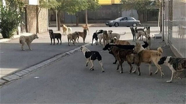 مصدومیت ۱۳ نفر بر اثر گاز گرفتگی سگ در آذربایجانغربی