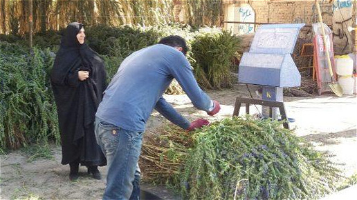 بادرشبو؛ طلاي سبز آذربايجانغربي