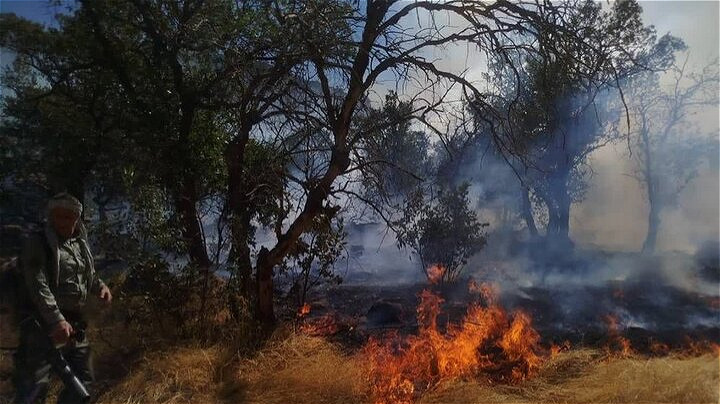 آتش‌ سوزی در منطقه جنگلی شیوآشان سردشت مهار شد