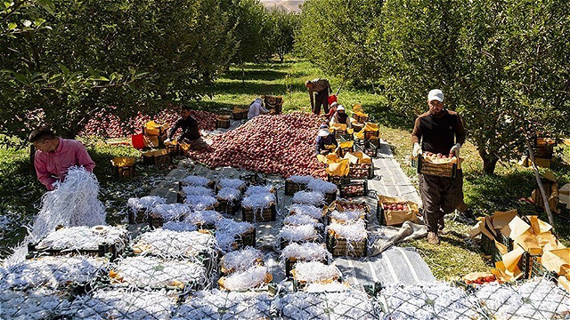 سيب آذربايجان غربي در آستانه برداشت و صادرات همچنان بلاتکليف