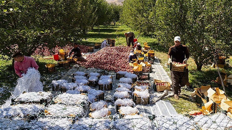 سيب آذربايجان غربي در آستانه برداشت و صادرات همچنان بلاتکليف