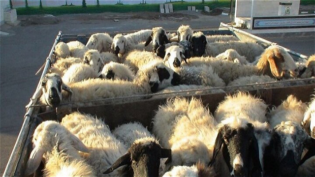 ۲۹۶۲ راس احشام قاچاق از مرزهای آذربایجان غربی کشف شد