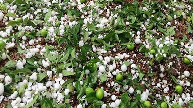تگرگ ۱۵۰ میلیارد تومان به باغات پیرانشهر خسارت زد