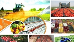 محصولات کشاورزی؛ از حمایت یارانه‌ای  تا تعرفه‌های صادراتی