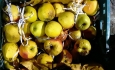 فاسد شدن ۳۵ هزار تن سیب محصول بی‌تدبیری دولت