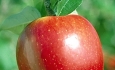 پیش بینی افزایش قیمت سیب در آذربایجان غربی