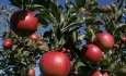 اندر حکایت مصائب باغداران سیب درختی  آذربایجان غربی