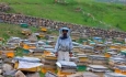 دلالی؛ معضلی مهم در صنعت زنبورداری