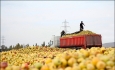 کاهش تعرفه واردات سیب یا افزایش پلکانی قیمت‌ها