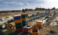 گرانی دارو و ورود داروهای قاچاق از مشکلات زنبورداران  آذربایجان غربی