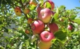لزوم بازاریابی و صادرات سیب درختی  آذربایجان غربی