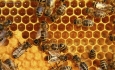 بهره برداری از نخستین آزمایشگاه مرجع زنبور عسل کشور  در آذربایجان غربی