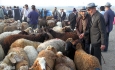 تعطیلی میادین دواب آذربایجان غربی به علت شیوع تب برفکی