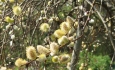 شکوفه‌های بیدمشک نخستین پیک بهار  در آذربایجان غربی