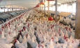 مرغداران استان رغبتی به تولیدمرغ بدون  آنتی بیوتیک ندارند
