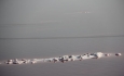 ورود فاضلاب به دریاچه ارومیه سبب برخورد قضایی با دستگاه‌های متخلف می‌شود