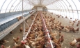 کشتار مرغ زنده در آذربایجان غربی ممنوع است