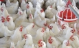 ضوابط قرنطینه آنفلونزای مرغی آذربایجان غربی تشدید شد