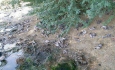 عامل تلفات کبوتران در سلماس بیماری تنفسی است