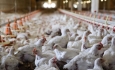 شیوع آنفولانزای پرندگان در آذربایجان غربی تکذیب می‌شود