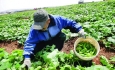 توسعه نیافتگی استان معضل بخش کشاورزی  آذربایجان غربی است