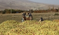 وزیر جهاد کشاورزی پاسخگوی وضعیت بحرانی بازار سیب باشد
