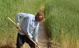 دولت در پرداخت مطالبات کشاورزان تخلف می کند