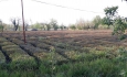 دولت برای خسارات گسترده کشاورزان آذربایجان غربی تصمیماتی اتخاذ نماید