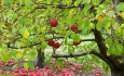 یک سوم از باغات سیب استان به سن پیری رسیدند
