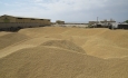 ۱۴۱ هزار تن گندم در آذربایجان غربی خریداری شد