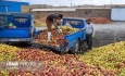 انباشت و خرید سیب در کنار جاده های آذربایجان غربی ممنوع شد