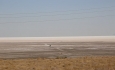بودجه اشتغال جایگزین کشاورزی حوضه آبریز دریاچه ارومیه تخصیص یابد