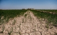 دولت خسارت کشاورزان آذربایجان غربی را پرداخت نکرده است