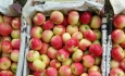 بازار سیب آذربایجان غربی ساماندهی می شود