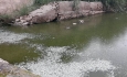 علت مرگ ماهی‌های پشت سد شهرچای ارومیه اعلام شد