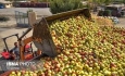 فاسد شدن ۴۰ هزار تن سیب در سردخانه های آذربایجان غربی
