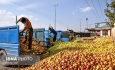 کشاورزان آذربایجان غربی سرگردان سبد پلاستیکی  و ناامید از بازار فروش