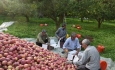 سیب آذربایجان‌غربی بصورت توافقی و حمایتی  خریداری خواهد شد