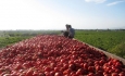 گوجه فرنگی آذربایجان غربی در سایه غفلت مسئولان نصیب دام ها شد