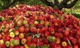 دولت هنوز خرید تضمینی سیب آذربایجان‌غربی  را ابلاغ نکرده است