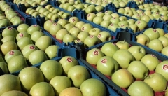 وضع عوارض صادراتی سیب به منافع آذربایجان غربیضرر می زند