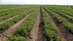بیش از ۱۰۴ هزار هکتار از اراضی زراعی آذربایجان غربی بیمه شدند