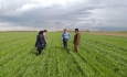 ۳۹۰ هزار هکتار ازاراضی آذربایجان غربی به کشت گندم اختصاص یافت