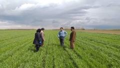 ۳۹۰ هزار هکتار ازاراضی آذربایجان غربی به کشت گندم اختصاص یافت